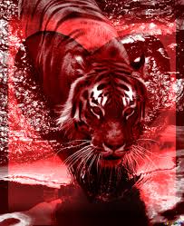 Download Free Picture Tiger Red Heart Frame On Cc By License Free Image Stock Torange Biz Fx 157774 We have 60+ amazing background pictures carefully picked by our community.