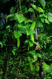 Image result for Psophocarpus grandiflorus