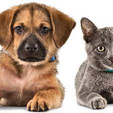 The best 10 pet adoption in colorado springs, co 1. Colorado Springs Area Pet Adoption Fairs And Events Starting Jan 25 Lifestyle Gazette Com