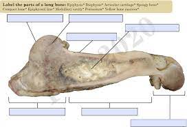 When a human finishes growing these parts fuse together. Solved Label The Parts Of A Long Bone Epiphysis Diaphys Chegg Com