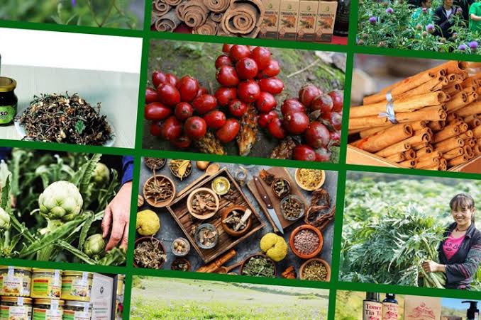 Lào Cai công bố danh mục 53 loài cây dược liệu khuyến khích phát triển