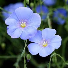 Image result for Linum usitatissimum
