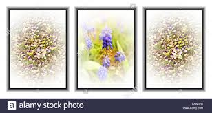 Trois Fleurs High Resolution Stock Photography And Images Alamy