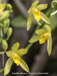 Image result for Ansellia