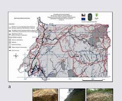 Image result for Pycreus fibrillosus