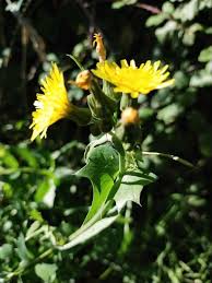 Image result for Sonchus oleraceus