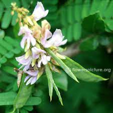 Abrus Precatorius Plants Flowers