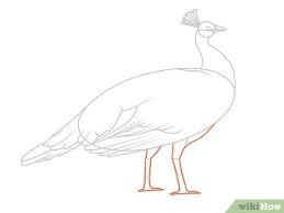 Learn with top creative professionals from across the globe, anytime, anywhere. 4 Ways To Draw An Exotic Peacock Wikihow