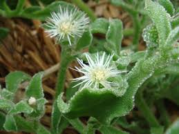 アイスプラントの育て方 栽培方法 水やり 温度など管理のコツは Botanica