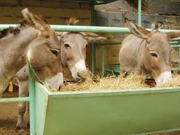 See more ideas about donkey, the donkey, donkey care. What Do Donkeys Eat Spana