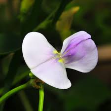 Image result for Vigna oblongifolia