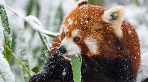 Find latest videos, amazing photography images, beautiful landscape photos, funny an illustration of a red panda by elise martinson. Wallpaper Red Panda In The Winter Snowy 3840x2160 Uhd 4k Picture Image
