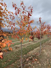 Image result for Nyssa sylvatica