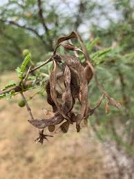 Image result for Acacia borleae
