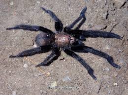 Image result for Tricalysia sp. E