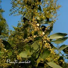 Image result for Salvadoraceae