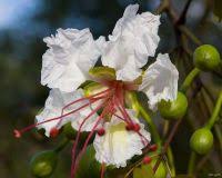 Image result for Hippocratea longipetiolata