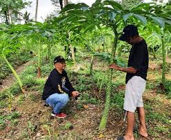Tanaman porang membutuhkan tanaman lain untuk tumbuh, perlu perhatikan tingkat kerapatan tanaman yang menjadi inang atau tempat tanaman porang bernaung. Hasil Produksi Porang Bisa Maksimal Ternyata Petani Di Karangtengah Terapkan Konsep Ini Timlo Net