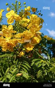 Image result for Peltophorum pterocarpum