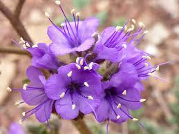 Image result for Toddalia crenulata