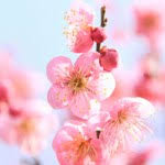 Obituaries Search for Ellen Stover