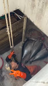 Fresh off the F/V Alexandria Dawn: Tuna, Swordfish, and Opah! Order online  for convenient LBI home delivery or visit Cassidy’s Fish Market to pick up  these fresh catches in-store. Don’t miss ...