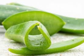 Image result for Aloe wildii