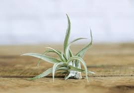 Covered with spikes or having that appearance: 10 Things Nobody Tells You About Air Plants Gardenista
