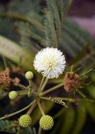 Image result for Acacia robusta
