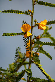 Image result for Aeschynomene elaphroxylon