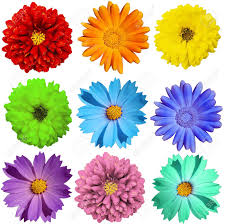 We have an extensive collection of amazing background images carefully chosen by our community. Many Color Isolated Colors Red Orange Yellow Green Blue Light Stock Photo Picture And Royalty Free Image Image 135062091