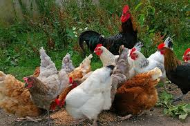 Fowl smell causing issues | The Scottish Farmer