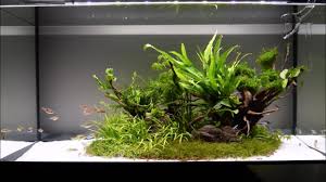 Auto farm iron dan stell mil island skyblox. The Island Aquascape Day 27 Youtube