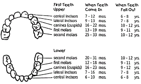 when do babies get teeth your babies first teeth