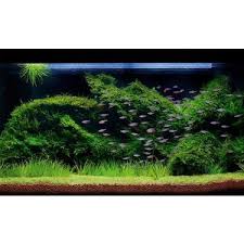 Akvaryum Bitkileri Vesicularia Dubyana Java Moss Cup Canli Fiyati