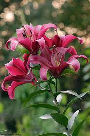 Photo Of The Entire Plant Of Lily Lilium Palazzo Posted By William All Things Plants Flower Garden Pictures Lilly Flower Lily Flower