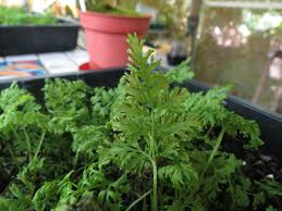 Image result for Anogramma