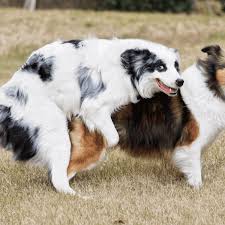 Hunde-Sex: So läuft der Deckackt bei Hunden ab