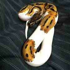 Pin By Jillian Marro Kedzielawa On A Little Of This And That Cute Snake Baby Ball Python Snake Lovers