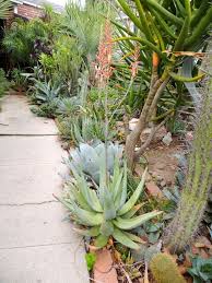 Image result for Aloe littoralis