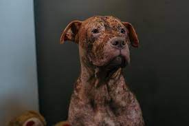 Every time Rescue... - Indelicate Pit Bull Rescue Cape-Town | Facebook