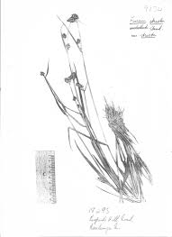 Image result for Fuirena stricta