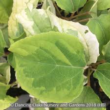 Image result for Clerodendrum ternatum