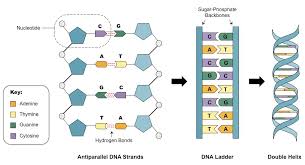 (iii)translates the genetic information into characteristics of an organism ; If You Have A Strand Of Dna In Which 20 Of The Bases Are Adenine What Percentage Of Guanine Do You Have Socratic