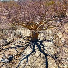 Image result for Brachystegia utilis × microphylla