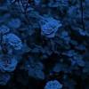 The easiest way to get blue roses for sure is to clone the ones you have. Https Encrypted Tbn0 Gstatic Com Images Q Tbn And9gcs3ciwjxjaesvutqjjlzp9ze3ruklidai0c9cjg1ajotyy0jy I Usqp Cau