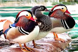 Found this swimming around on the rye at high wycombe buckinghamshire uk. Mandarin Duck Honolulu Zoo Society