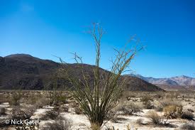 Image result for Anza Desert 2021 Fisker