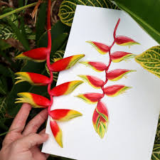 Image result for Heliconia rostrata