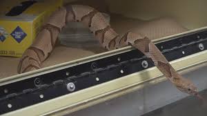 Check spelling or type a new query. Watch Out It S Baby Copperhead Season In The Ozarks